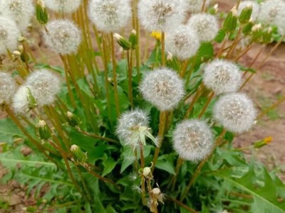 花卉蒲公英 蒲公英种子 基地批发 草籽出售