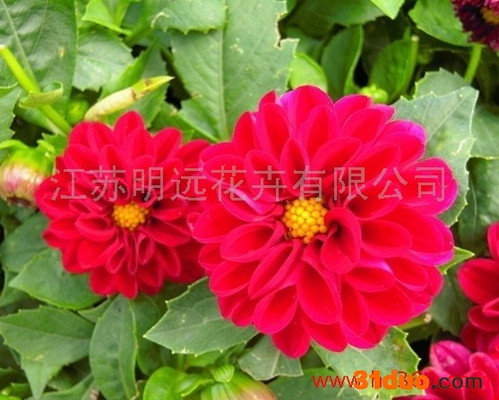 供应江苏明远小丽花小丽花种子、花卉种子、草花种子