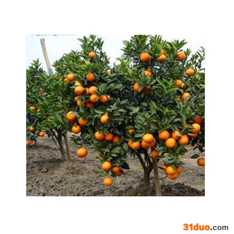 康乐轩 橘子果苗价格 花卉苗木