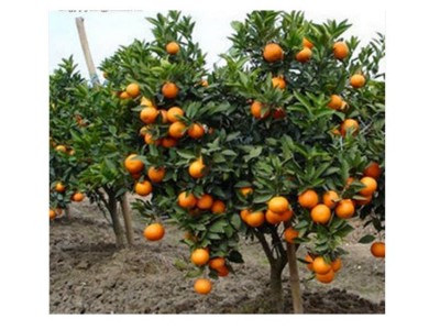 康乐轩 橘子果苗价格 花卉苗木