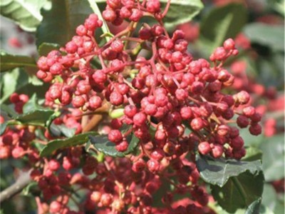 基地大量供应花椒苗 丰产花椒树苗 规格多 保湿发货