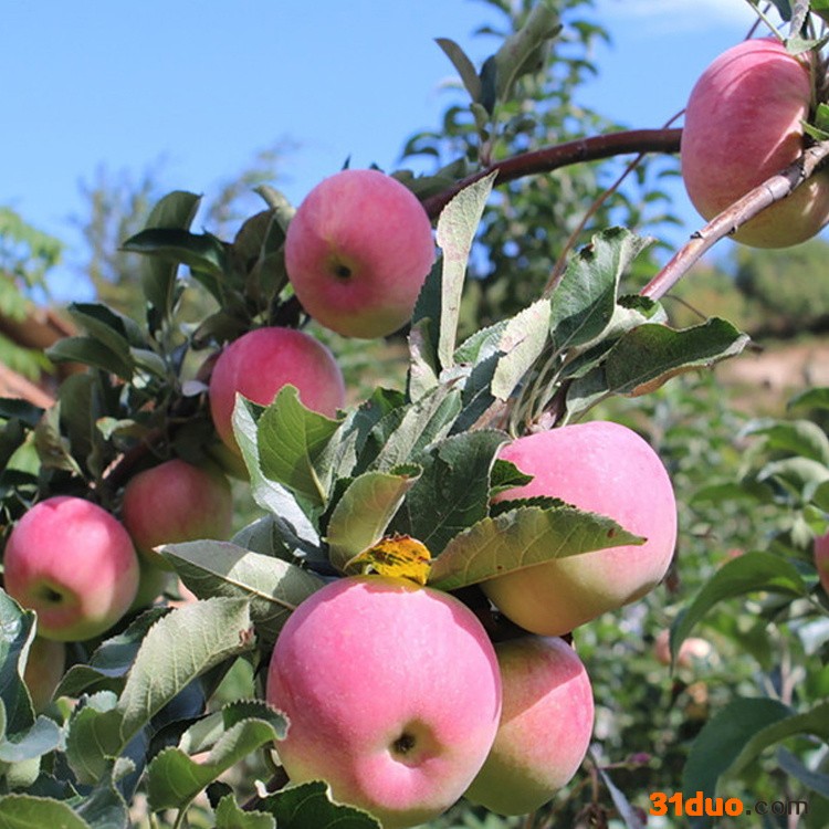 批发苹果苗 矮化鲁丽苹果树苗 烟富苹果黑钻晚熟 鲁丽苹果树苗