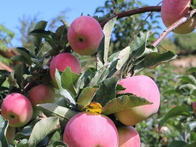 批发苹果苗 矮化鲁丽苹果树苗 烟富苹果黑钻晚熟 鲁丽苹果树苗
