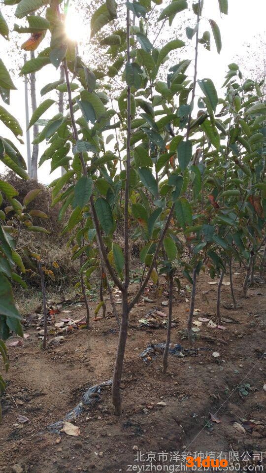 供应泽毅樱桃树苗批发