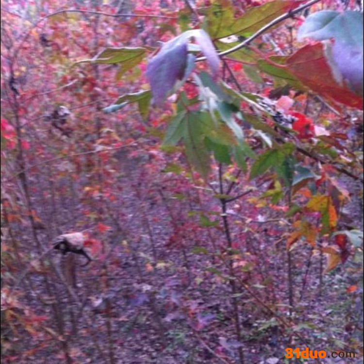 左兵苗圃 三角枫树苗，专业批发各种三角枫等绿化苗木