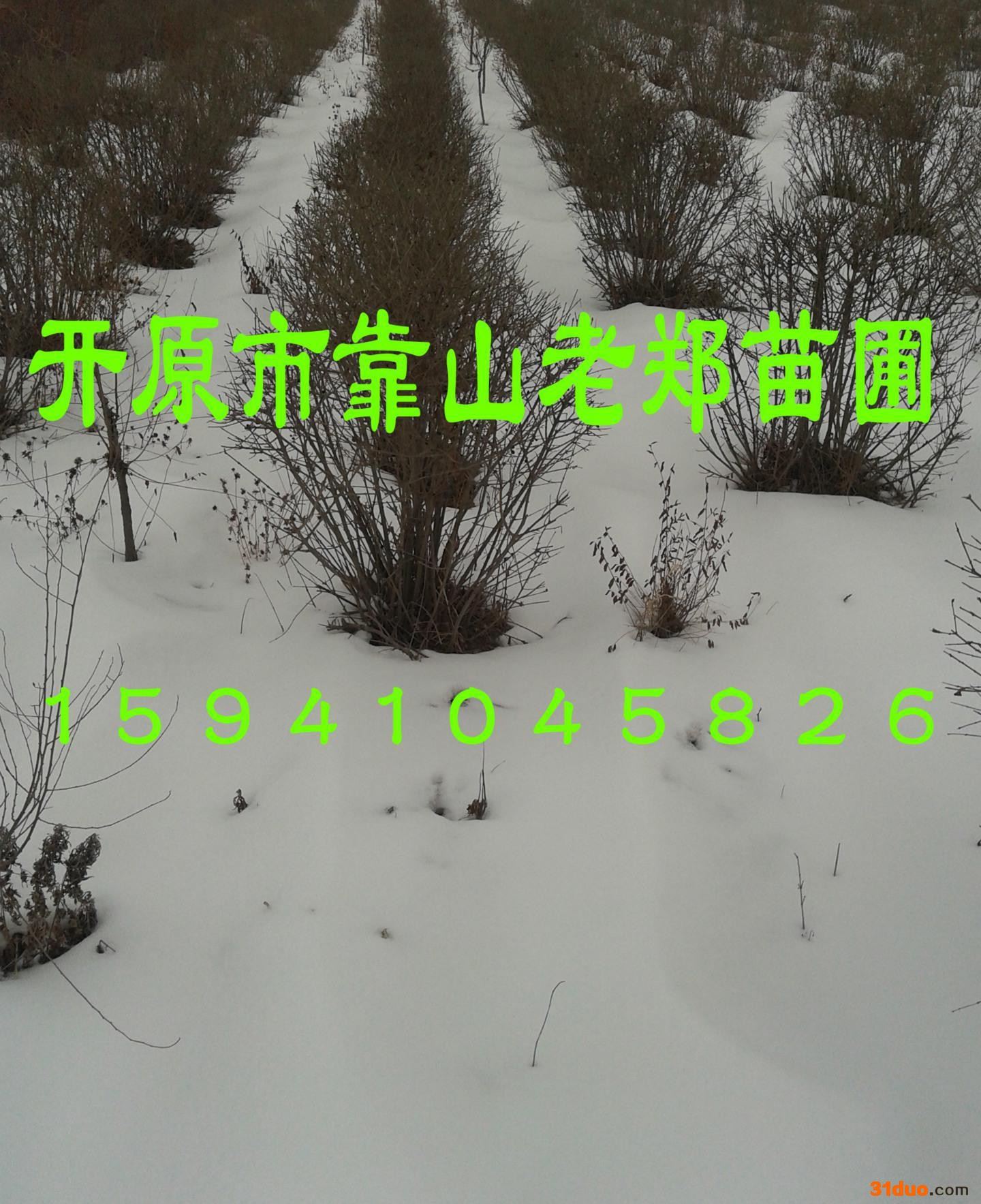 欢迎咨询低价【水蜡球】规格齐全 密枝修剪 东北水蜡树苗 水蜡