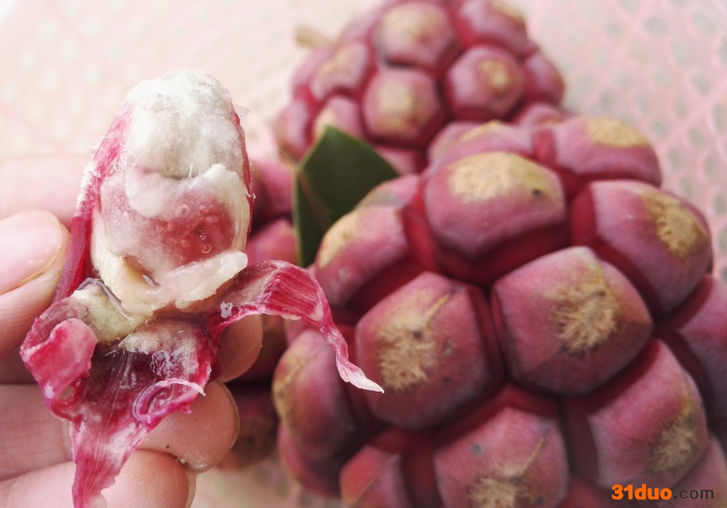 金谷 布福娜  果树苗 种子种苗  水果批发