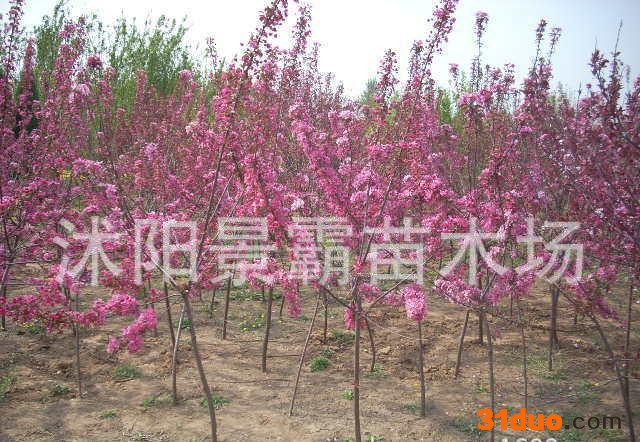 海棠小苗直销 规格全 现货充足 海棠绿化苗 **海棠树苗 根