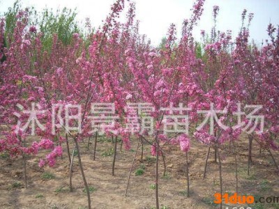 海棠小苗直销 规格全 现货充足 海棠绿化苗 **海棠树苗 根