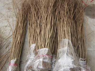 庭院/别墅绿化苗木红花紫薇树苗 紫薇小苗 紫薇苗 美化苗木