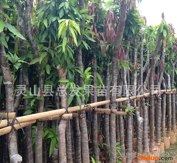 绿化芒果树苗广西 广东 海南 四川 芒果袋装苗 基地直销