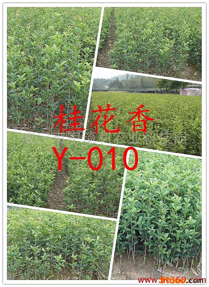 供应供苗木宇琦利Y-010桂花树苗