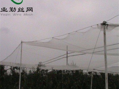 大量生产果树防雹网  樱桃花卉防雹网   安平防雹网厂   防雹网 量大从优