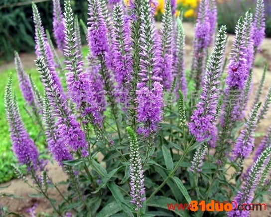 供应明远婆婆纳种子常年供应婆婆纳种子 花卉种子