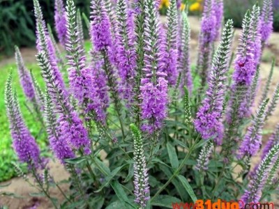 供应明远婆婆纳种子常年供应婆婆纳种子 花卉种子