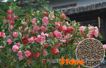 凤仙花种子_花种批发_花卉种子供应—花啦啦