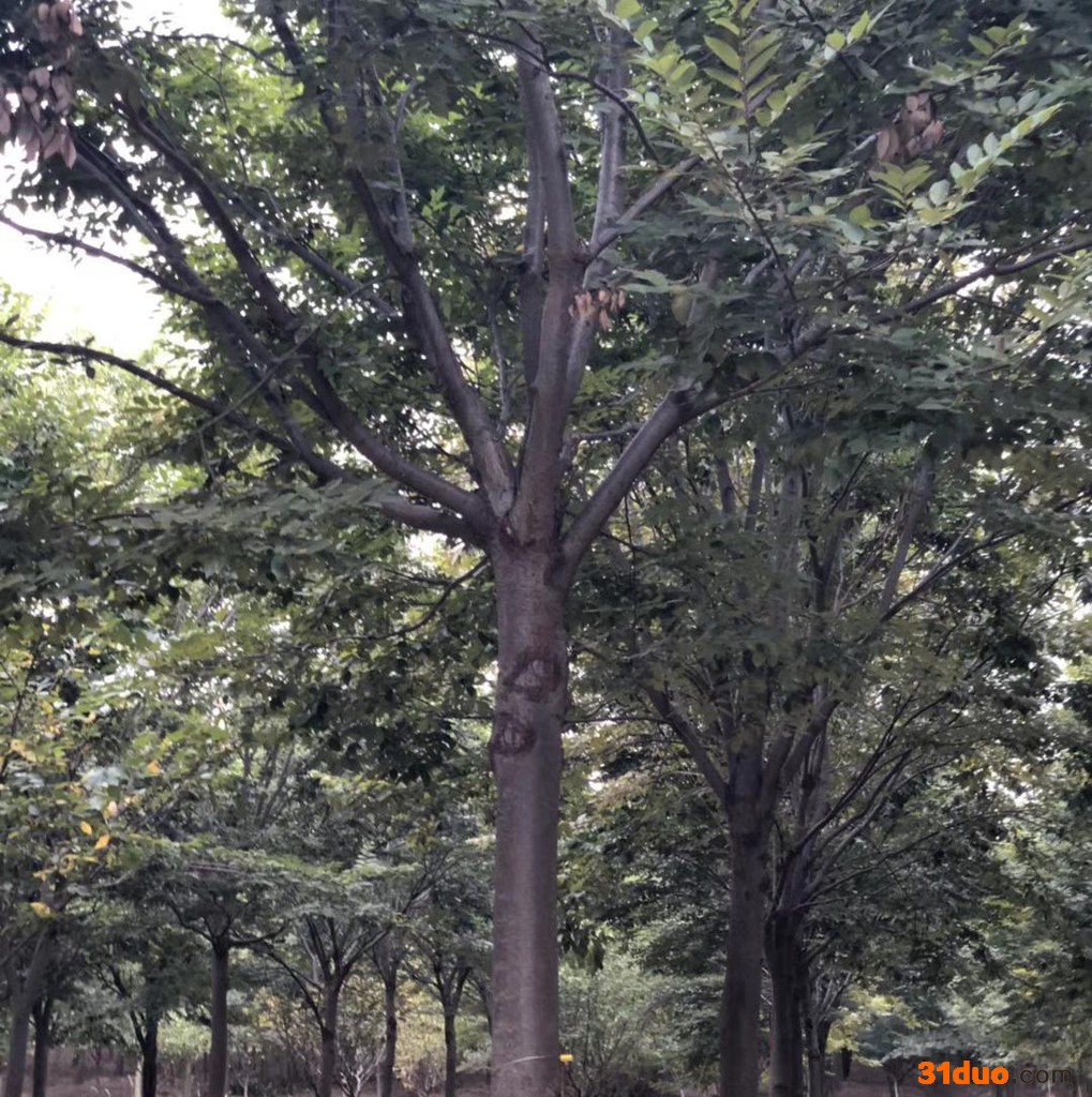 句容榉树树苗批发价