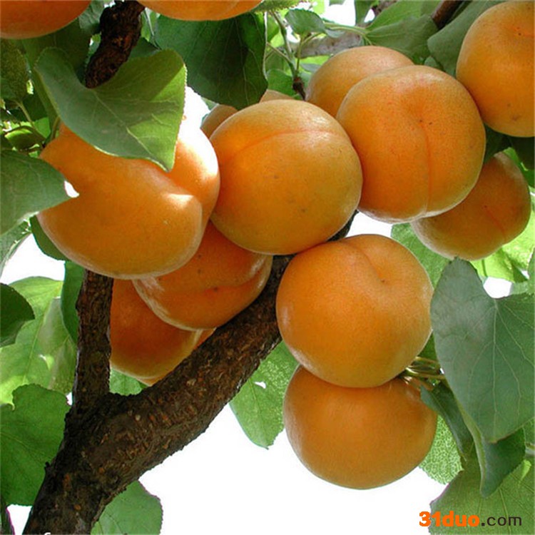 苗圃供应嫁接杏树苗 早熟杏树苗  品种齐全现挖现卖杏苗