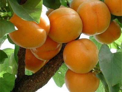 苗圃供应嫁接杏树苗 早熟杏树苗  品种齐全现挖现卖杏苗