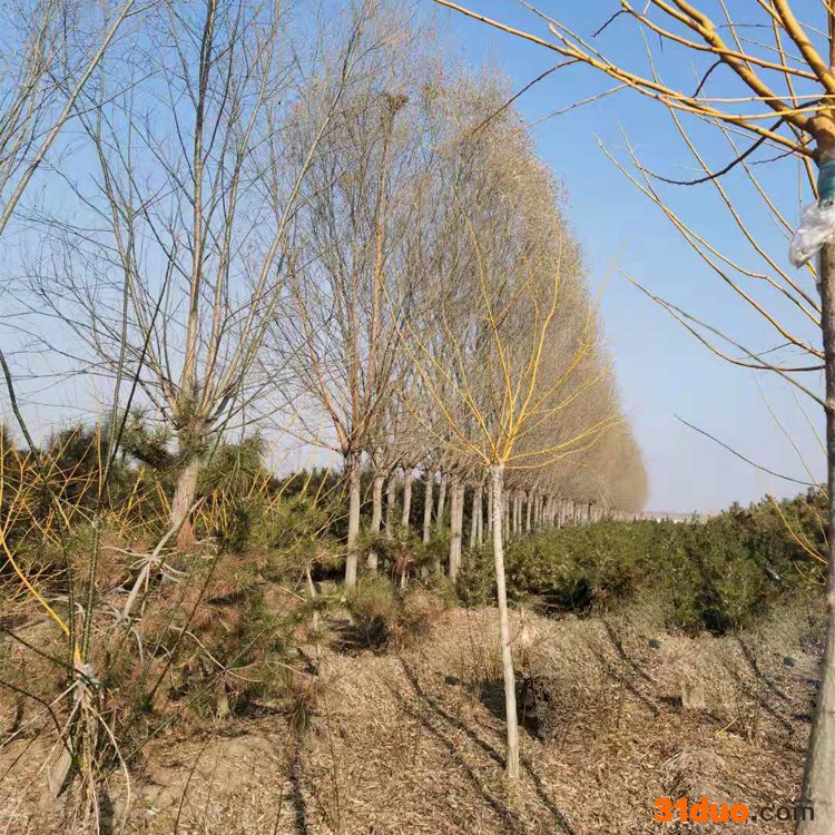 柳树树苗 3-12公分 风景行道树  无絮柳树 工程及小苗 柳树树苗