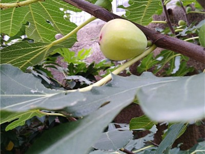 无花果苗地栽盆栽 品种齐全量大从优 现货充足 四季庭院果树苗木无花果树苗