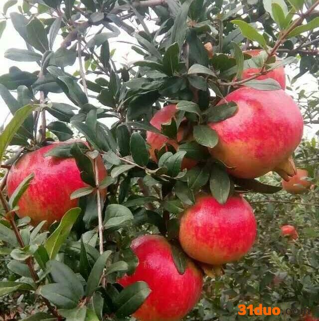 福运林果专业种植 石榴树苗，软籽石榴树苗，石榴苗，无籽石榴树苗