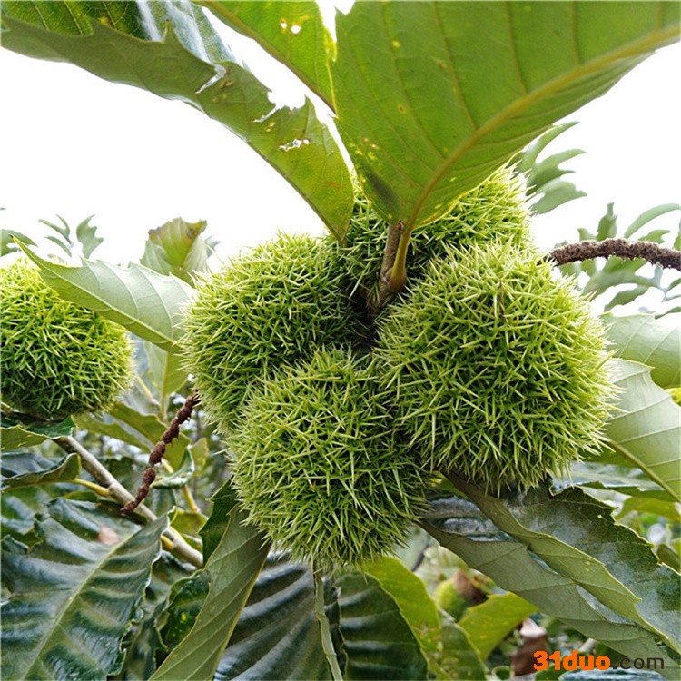 基地直发板栗树苗 盆栽地栽果树 嫁接板栗苗 南方北方种植当年结果