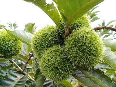 基地直发板栗树苗 盆栽地栽果树 嫁接板栗苗 南方北方种植当年结果