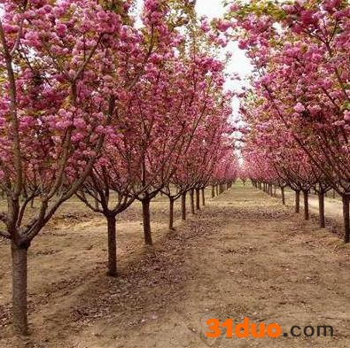 采购樱花树 樱花树苗 樱花树 18公分樱花 18公分樱花树 18公分樱花树苗 樱花树价格