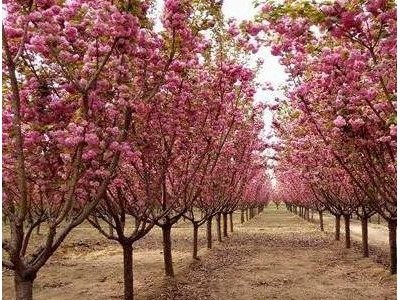 采购樱花树 樱花树苗 樱花树 18公分樱花 18公分樱花树 18公分樱花树苗 樱花树价格