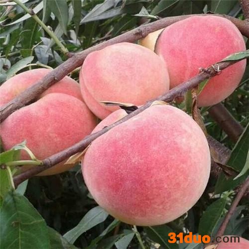 晚熟桃树苗 晚熟桃树苗产地直销 桃树苗基地 量大从优 泰安开发区晟腾园艺场 欢迎选购