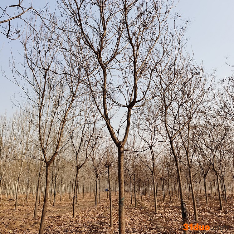 柏万 北京栾树 **北栾树苗 绿化北栾树 面议