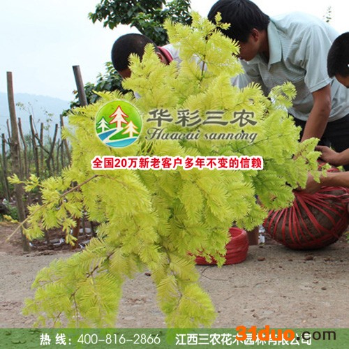 供应华彩三农HCSN-034金叶水杉树苗 云杉 彩色绿化苗