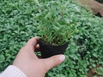 木一花卉 绿化草花地被菊 室内外各种花卉批发采购