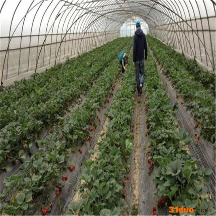温室大棚_草莓大棚_菌类温室棚_花卉温室大棚