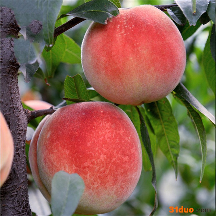 供应桃苗果树苗 当年结果桃树苗批发 苗木嫁接水蜜桃苗