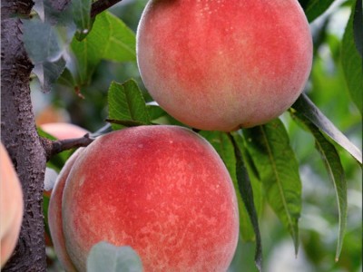 供应桃苗果树苗 当年结果桃树苗批发 苗木嫁接水蜜桃苗