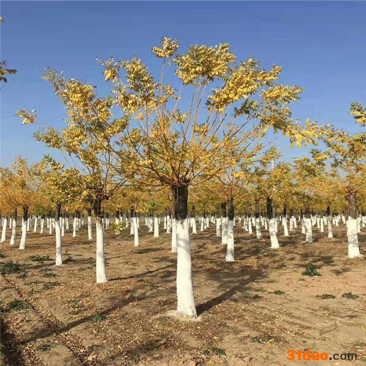 金枝槐黄金槐树苗基地批发 价格优惠 质量保证