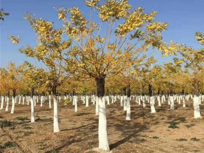 金枝槐黄金槐树苗基地批发 价格优惠 质量保证