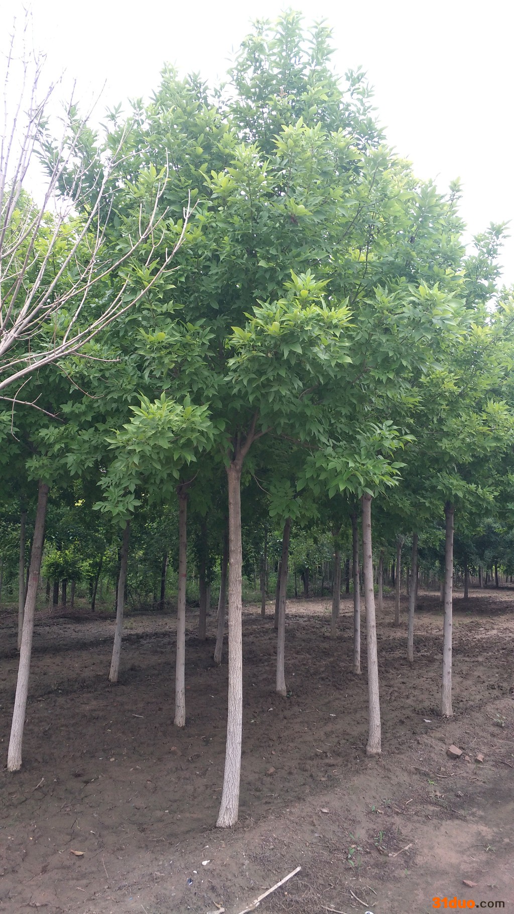 金叶白蜡树苗5公分金叶白蜡价格 金叶白蜡基地**