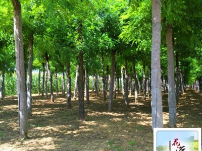 洋槐树价格_刺槐价格_保定刺槐树苗厂家