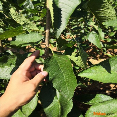 批发奇早樱桃苗 1公分樱桃苗 大樱桃树苗 惠农农业保证品种