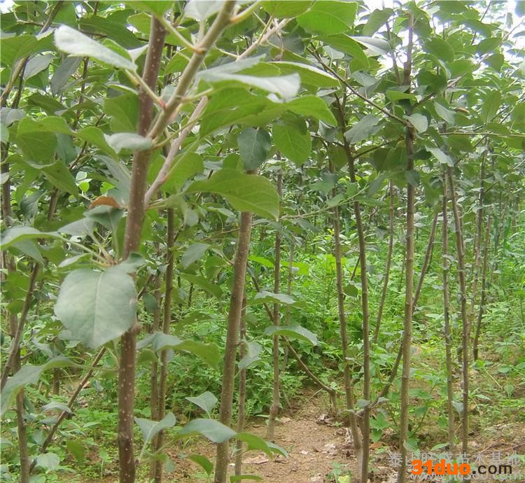 矮化苹果树苗 短枝苹果树苗 烟富3号苹果树苗 红富士苹果树苗