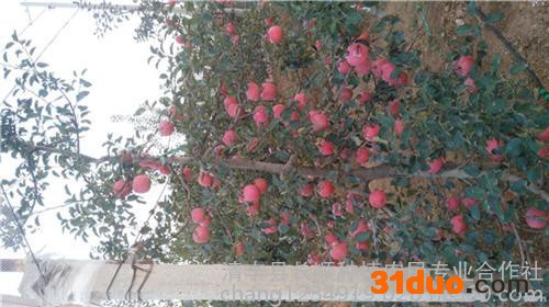 嘎啦苹果树苗_襄城苹果树苗_长顺种植