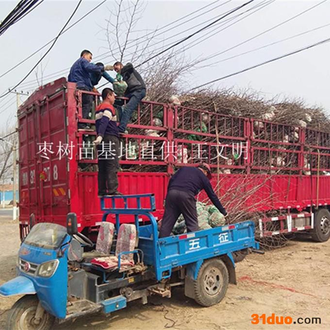 大规模枣树苗基地直销当年结果