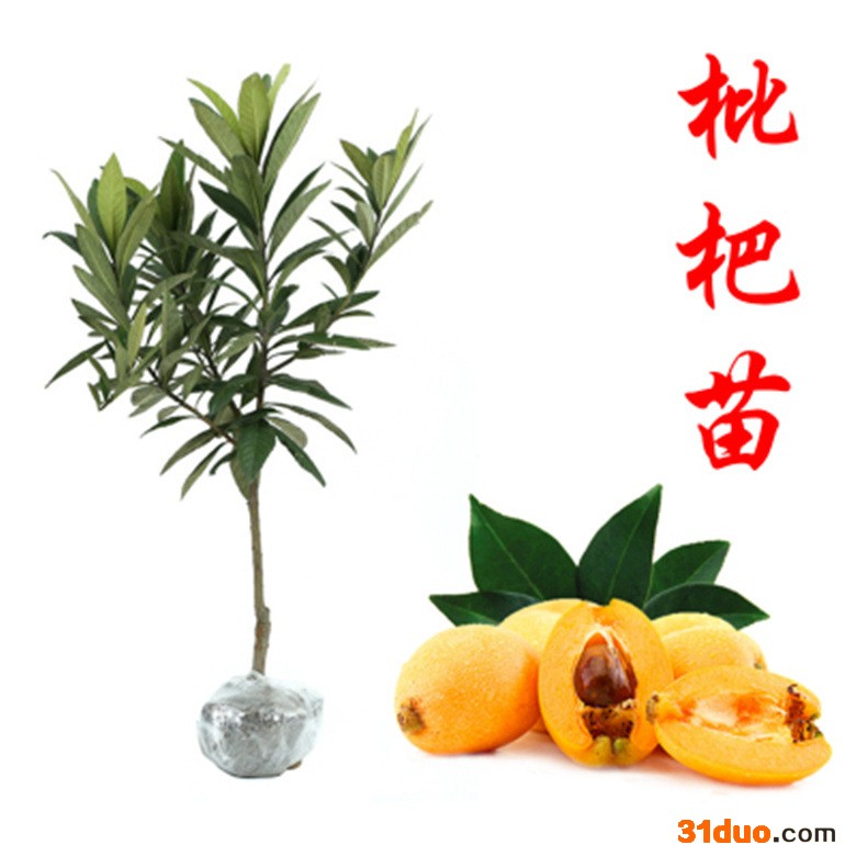 香甜枇杷树苗 台湾早钟六号枇杷 **品种嫁接苗 基地大量供应