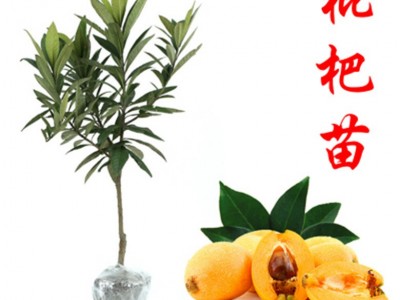 香甜枇杷树苗 台湾早钟六号枇杷 **品种嫁接苗 基地大量供应