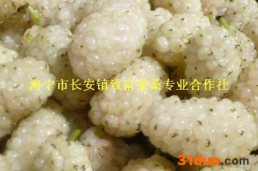 供应韩国大白珍珠果桑树苗