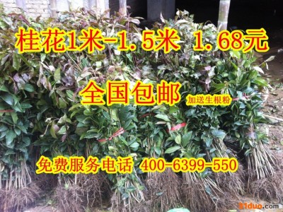 湖北新龙苗圃自建基地常年**桂花树苗