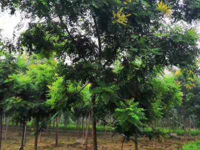 苗圃直销 黄山栾树 庭院园林绿化工程栾树树苗 成活率高 规格齐全